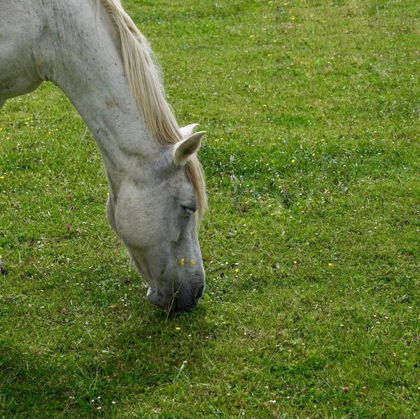 Retrato Caballo Blanco Pastando Granja Prado —  Fotos de Stock