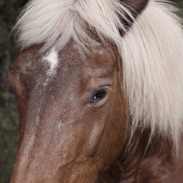 Ritratto Cavallo Bruno Nella Fattoria Nel Prato — Foto Stock