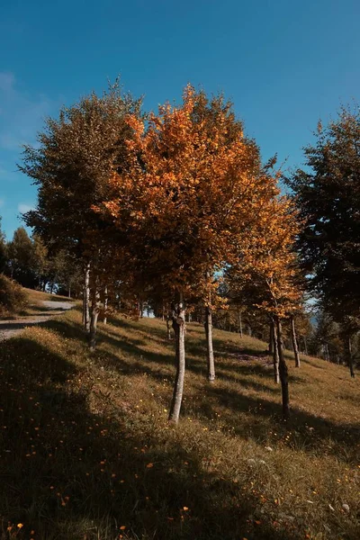 Hnědé Stromky Podzim Horách Podzimní Barvy Přírodě — Stock fotografie