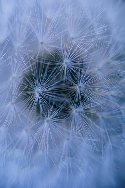 abstract dandelion seed in autumn in the nature