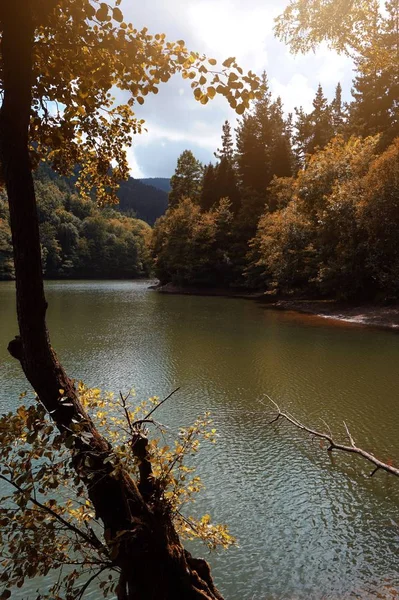 Arbres Bruns Dans Lac Automne Dans Nature — Photo