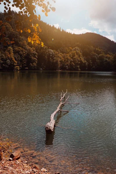 Arbres Bruns Dans Lac Automne Dans Nature — Photo