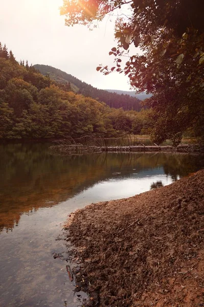 Arbres Bruns Dans Lac Automne Dans Nature — Photo