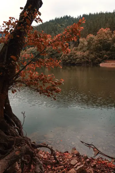가을에는 호수의 나무가 자연에서 — 스톡 사진