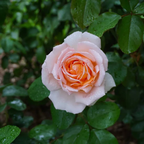 Romantic Pink Rose Flower Garden Autumn — Stock Photo, Image