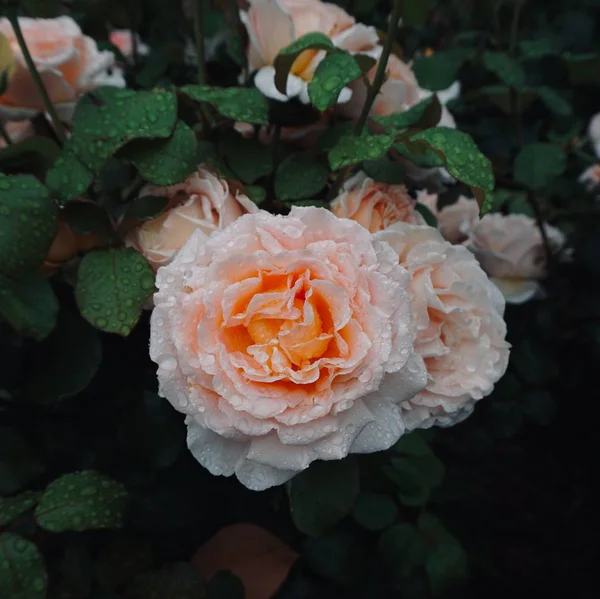 Rosa Romántica Flor Jardín Otoño — Foto de Stock