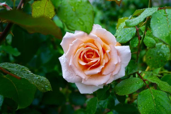 Romantische Roze Roos Bloem Tuin Herfst — Stockfoto