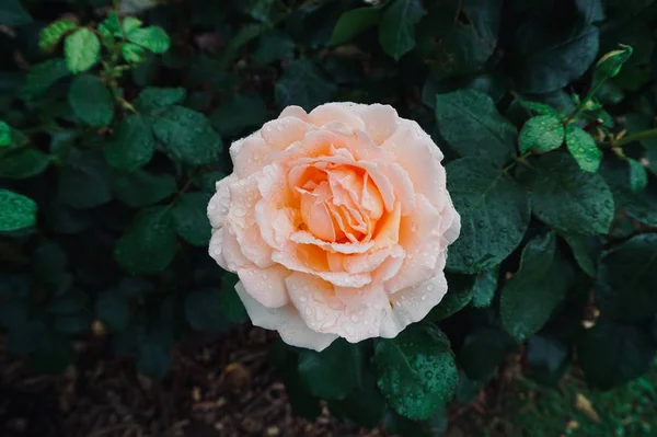 Ρομαντικό Ροζ Τριαντάφυλλο Λουλούδι Στον Κήπο Φθινόπωρο — Φωτογραφία Αρχείου
