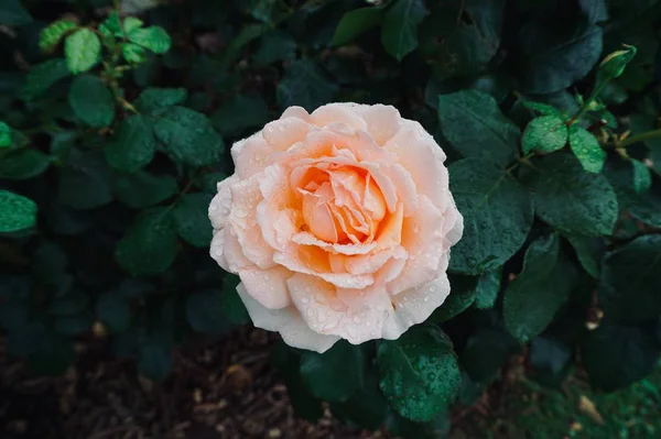 Rosa Romântica Rosa Flor Jardim Outono — Fotografia de Stock