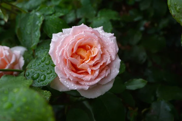 Romantic Pink Rose Flower Garden Autumn — Stock Photo, Image
