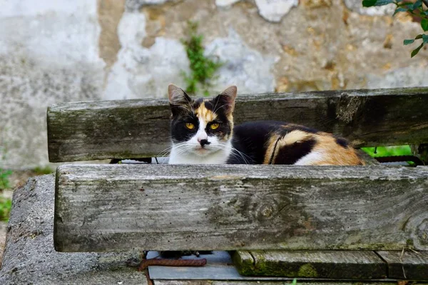 Beautiful Stray Cat Street — Stock Photo, Image