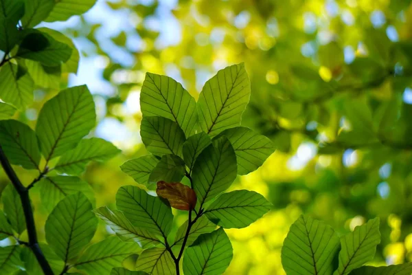 緑の木は秋にテクスチャを残し自然界の緑の背景 — ストック写真