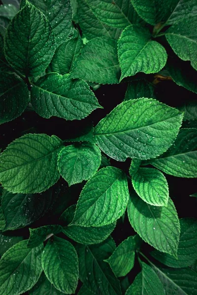 Green Plant Leaves Textured Autumn Green Background Nature — Stock Photo, Image