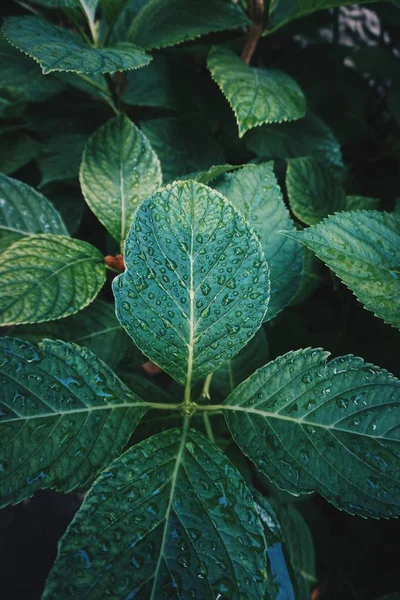 Folhas Plantas Verdes Texturizadas Outono Fundo Verde Natureza — Fotografia de Stock
