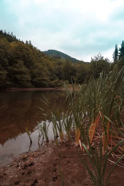 가을에는 호수에 나무들 가을에는 자연에 — 스톡 사진