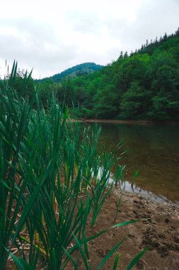Sonbaharda doğada gölde yeşil ağaçlar