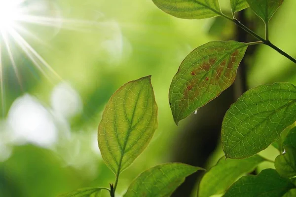 Зеленые Листья Деревьев Текстурированные Осенью Природе Зеленый Фон — стоковое фото