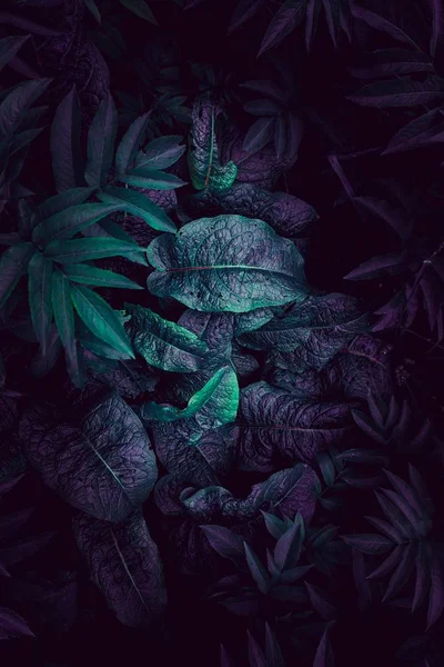 Sonbaharda dokulu mavi ve renkli bitki yaprakları.