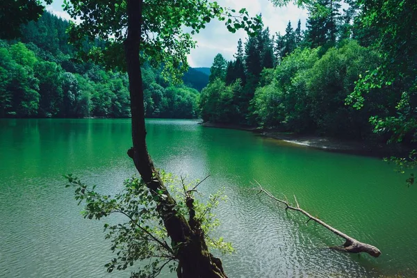 Arbres Verts Dans Lac Dans Nature Automne — Photo