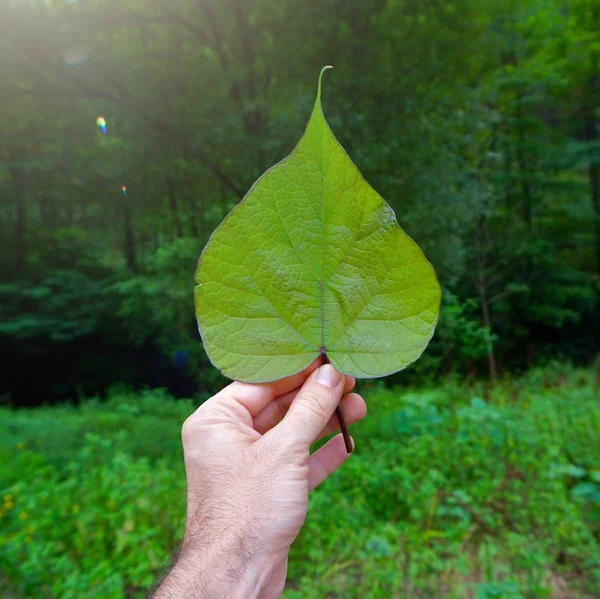 Χέρι Αγγίζοντας Πράσινα Φύλλα Που Αισθάνονται Φύση Φθινόπωρο — Φωτογραφία Αρχείου