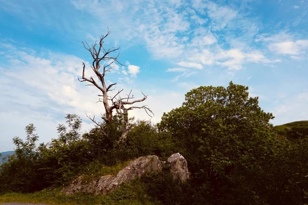 Groene Bomen Herfst Berg Bilbao Spanje — Stockfoto