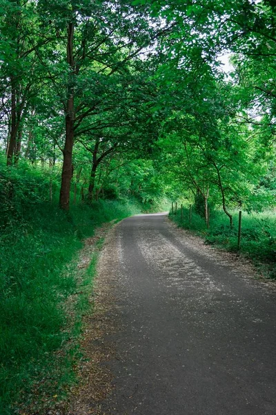 Дорога Зеленими Деревами Восени Горах Листя Більбао — стокове фото