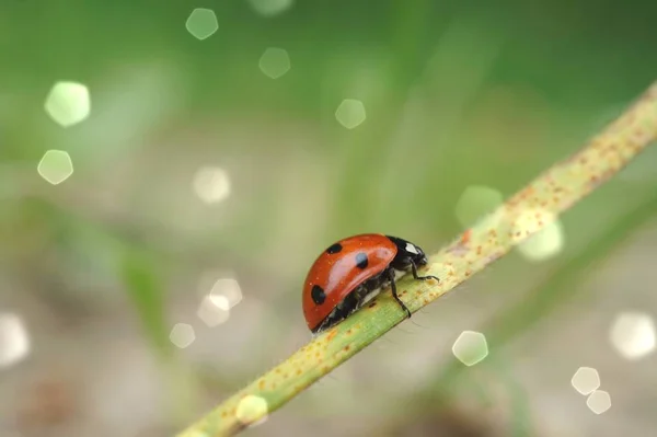 Bela Joaninha Planta Natureza — Fotografia de Stock