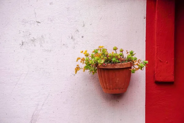 Planta Envasada Parede Casa Rua — Fotografia de Stock