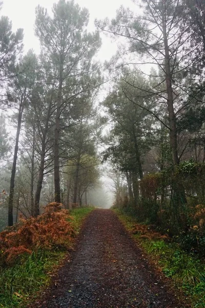 Дорога Коричневими Деревами Восени Горах Осінні Кольори Природі — стокове фото
