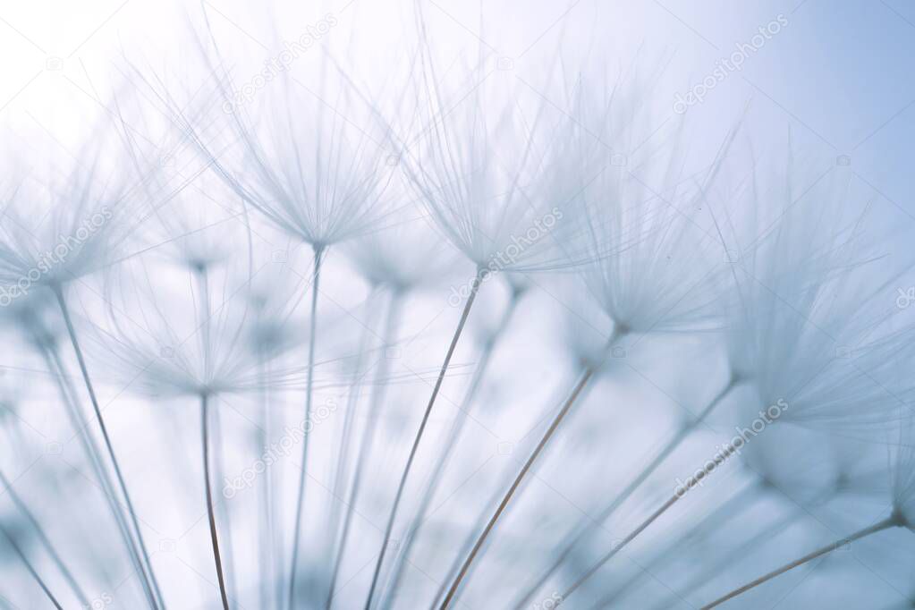            dandelion seed in the nature in summer season, white and abstract background                     