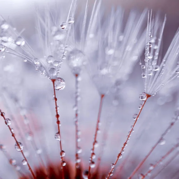 Gocce Pioggia Sul Seme Dente Leone Sfondo Bianco — Foto Stock