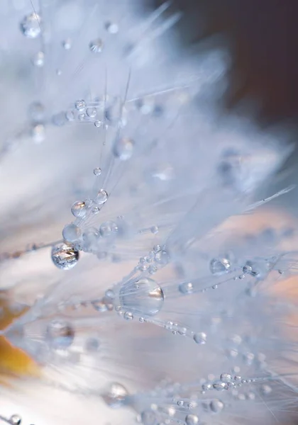 Gotas Chuva Semente Dente Leão Fundo Branco — Fotografia de Stock