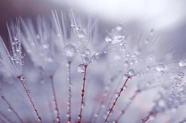 Краплі Дощу Насінні Кульбаби Білий Фон — стокове фото