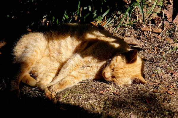 Vacker Herrelös Katt Gatan — Stockfoto