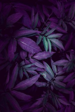                          Bahçede mavi yapraklar, sonbahar mevsimi, mavi arkaplan       