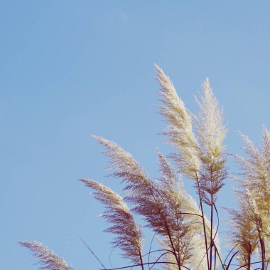                  Beyaz bitkiler ve mavi gökyüzü doğada, sonbahar mevsimi               