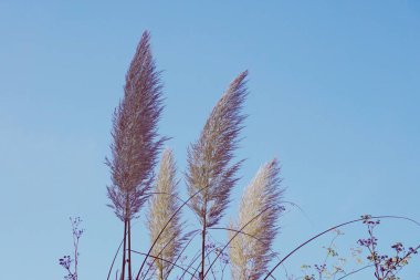                  Beyaz bitkiler ve mavi gökyüzü doğada, sonbahar mevsimi               