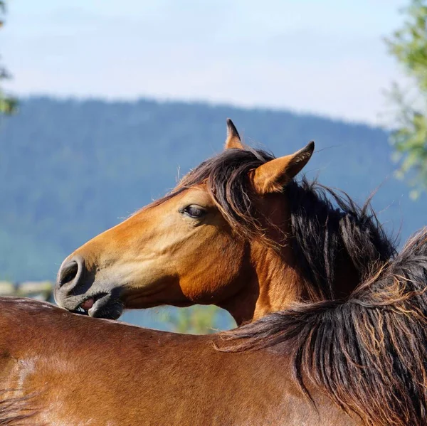Brun Häst Åkern Vacker Häst Naturen — Stockfoto