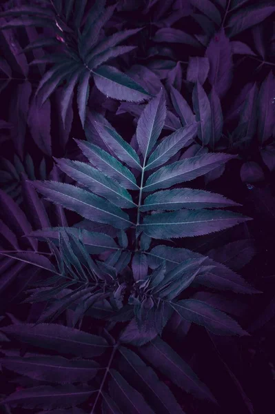 Kék Növény Levelek Kertben Őszi Szezon Kék Háttér — Stock Fotó