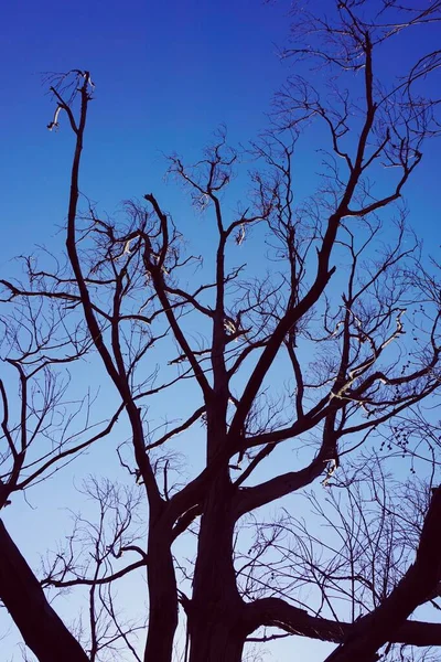 Strom Větve Modré Obloze Přírodě Abstraktní Modré Pozadí — Stock fotografie