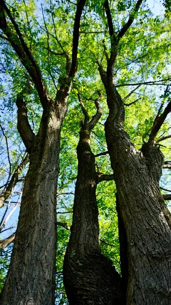 Sonbahar Mevsiminde Ormanda Ağaç Gövdesi — Stok fotoğraf