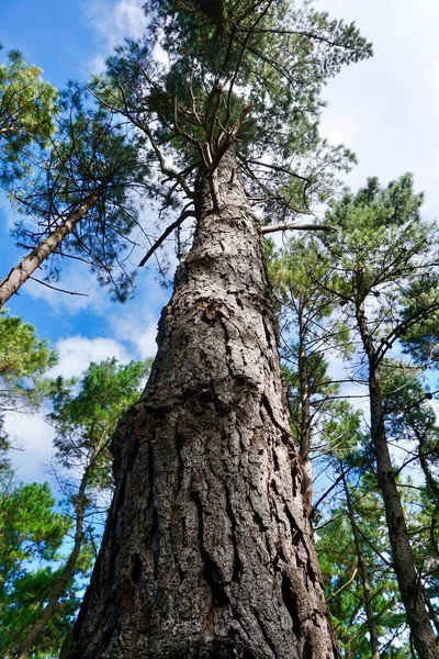 Tronco Árvore Floresta Temporada Outono — Fotografia de Stock