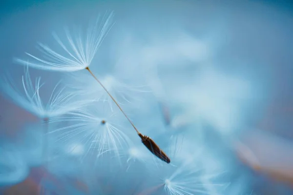 Güzel karahindiba çiçeği tohumu, soyut ve mavi arkaplan 