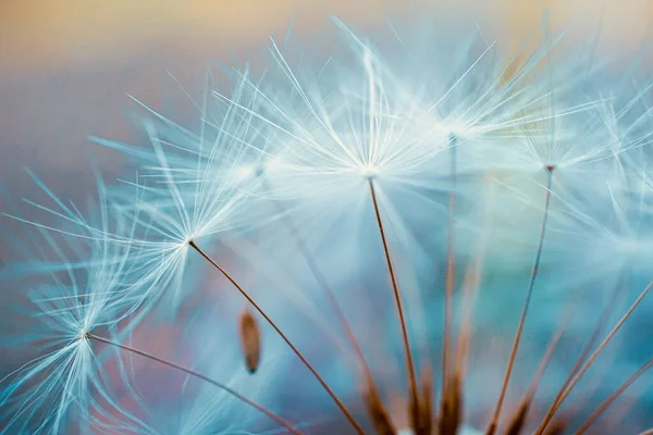 Красиве Насіння Квітки Кульбаби Абстрактний Синій Фон — стокове фото