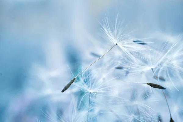 Красивый Одуванчик Цветок Семена Абстрактный Синий Фон — стоковое фото