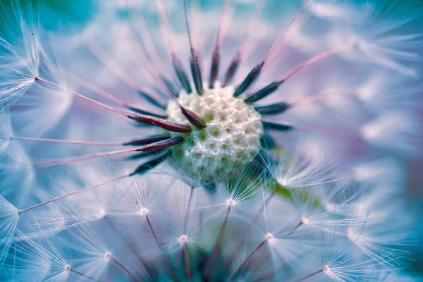 Красиве Насіння Квітки Кульбаби Абстрактний Синій Фон — стокове фото