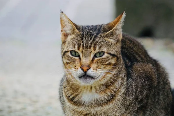 Красивый Портрет Бродячей Кошки Животная Тема — стоковое фото