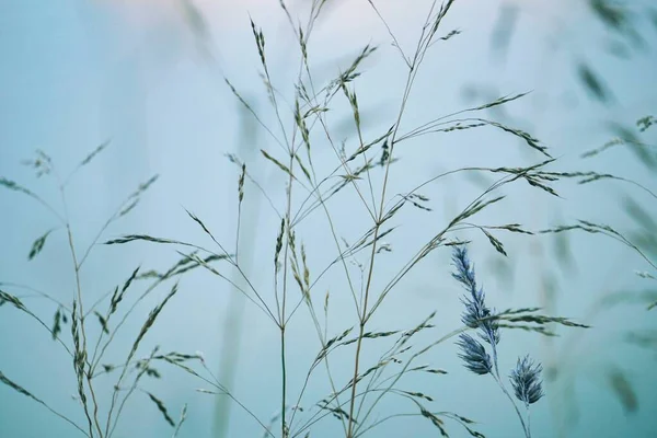 Planten Blauwe Lucht Natuur Het Najaar Blauwe Achtergrond — Stockfoto