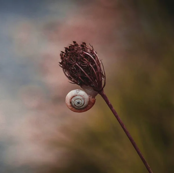 Schöne Schnecke Auf Der Pflanze Der Natur Herbst — Stockfoto