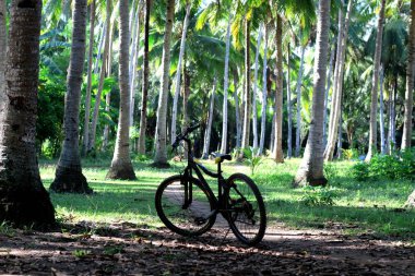 Bisiklet ormanlarında palmiye ağaçları altında